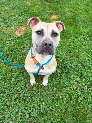 Athena, American Staffordshire Terrier, adult, available for adoption