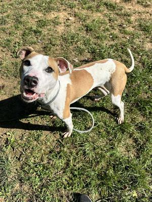 Cricket, American Staffordshire Terrier / Eurasier, adult, available for adoption