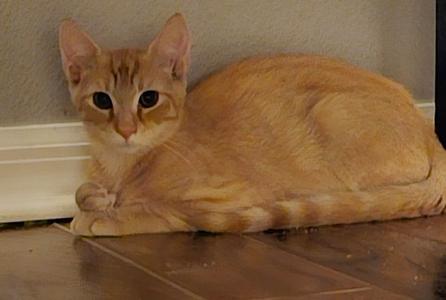 Flash 3.1.26 (prespay), kitten, available for adoption