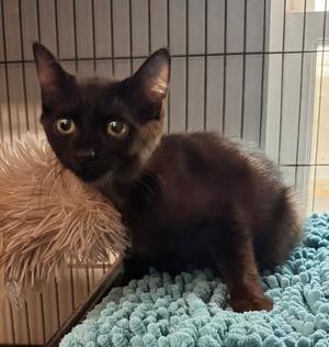 Gideon 5.15.26, kitten, available for adoption