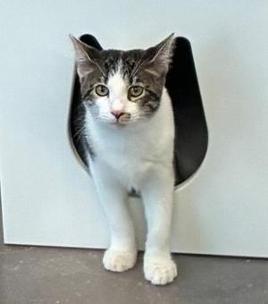 Molly 3.30.26, young, available for adoption