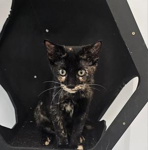 Hermione 5.1.26 (prespay), kitten, available for adoption