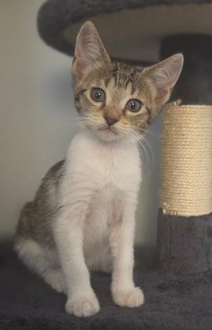 Foxtail 5.12.26 (prespay), kitten, available for adoption