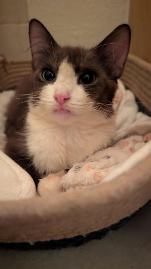 Suki 8.24.25, adult, available for adoption