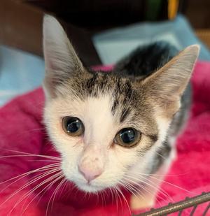 Sky 4.8.26, kitten, available for adoption