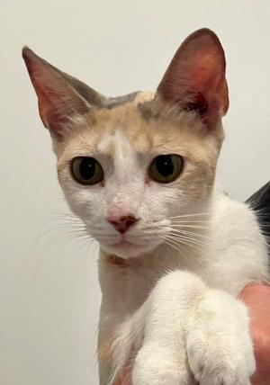 Amor 11.23.25, adult, available for adoption