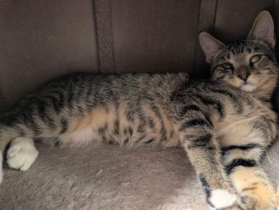 A tabby cat lying on a gray surface, looking at the camera.
