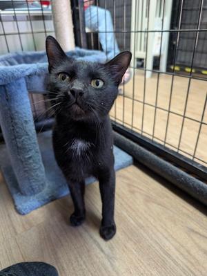 Kayden 9.10.25, adult, available for adoption