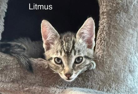 Litmus 5.23.26 (med waiver), kitten, available for adoption