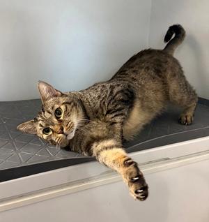 Mr. Whiskers 5.1.21, adult, available for adoption