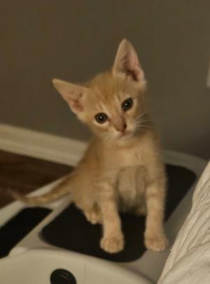 A small orange kitten sitting on a white surface with a black mat, looking directly at the camera.