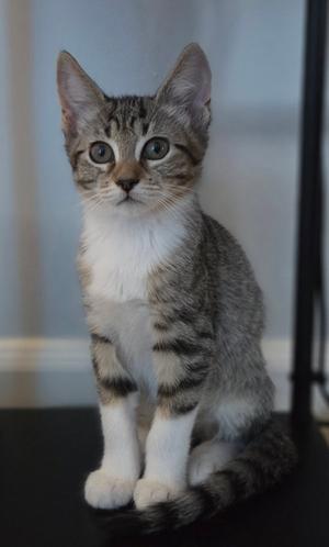 DutchBros 5.12.26 (prespay), kitten, available for adoption