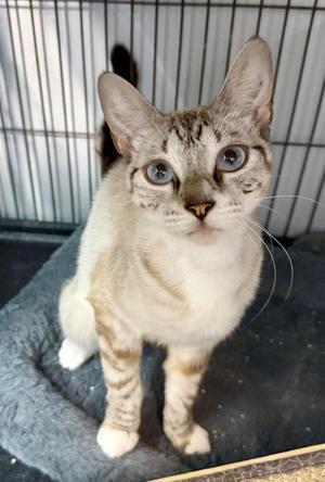 Kiwi 1.20.26, young, available for adoption