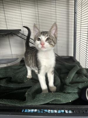 John 7.25.26 (med waiver), kitten, available for adoption
