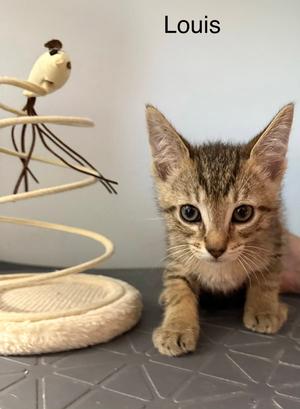 Louis 5.23.26 (med waiver), kitten, available for adoption