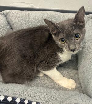 Valerie 5.13.26, young, available for adoption