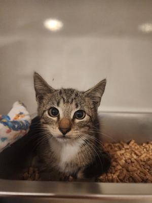 Dusty 5.1.26 (med waiver), kitten, available for adoption
