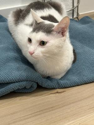 A white and gray cat with green eyes is lying on a blue towel on a wooden floor.