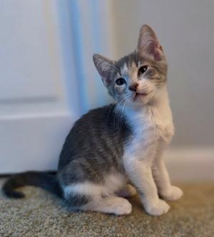 Dunkin 5.12.26 (prespay), kitten, available for adoption