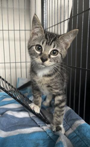 Deere 7.25.26 (med waiver), kitten, available for adoption