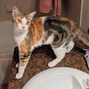 Jennifer 11.15.25 (From our Home to yours), young, available for adoption