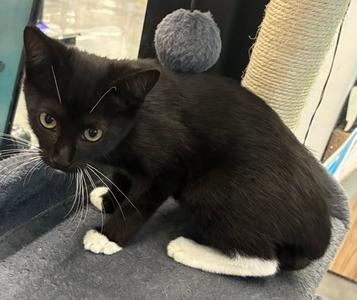 Rigby 8.4.26, kitten, available for adoption