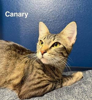 Canary 9.1.25, adult, available for adoption
