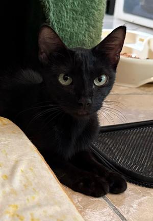 Maple 3.20.25, adult, available for adoption