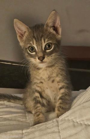 A gray tabby kitten sitting on a white blanket, looking directly at the camera with large, expressive eyes.