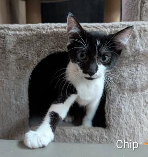 Chip 6.1.26 (med waiver), kitten, available for adoption