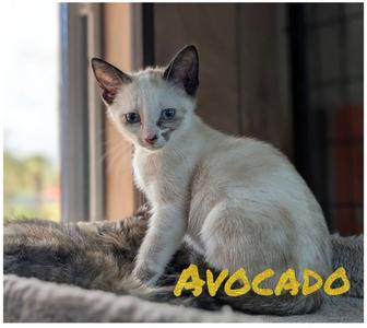 Avocado & Asparagus 4.12.26 (med waiver), kitten, available for adoption