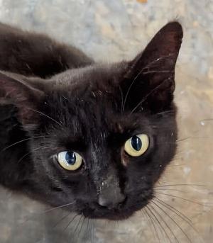 Dane 3.1.24 (From Our Home to Yours), adult, available for adoption