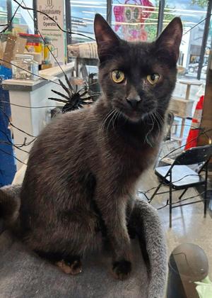 Cory 4.6.26, young, available for adoption