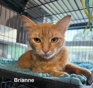 Brianne 6.29.25, adult, available for adoption