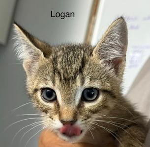 Logan 5.23.26, kitten, available for adoption
