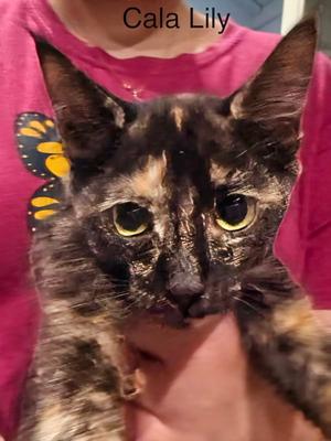 Calalilly 4.6.26, kitten, available for adoption