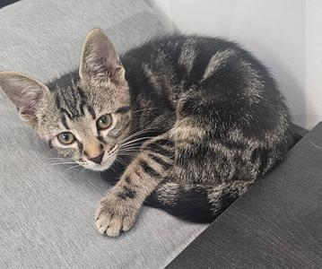 Asparagus & Avocado 4.12.26 (med waiver), kitten, available for adoption