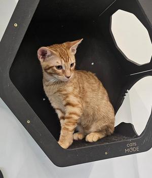 Harry 5.1.26 (prespay), kitten, available for adoption