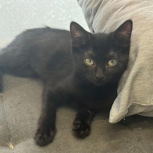 Daisy 6.1.26, kitten, available for adoption