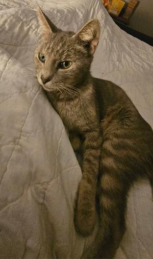 A gray tabby cat lying on a white quilted surface, looking directly at the camera with green eyes.