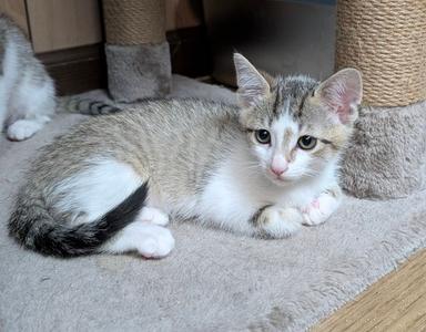 Liza 5.23.26 (med waiver), kitten, available for adoption