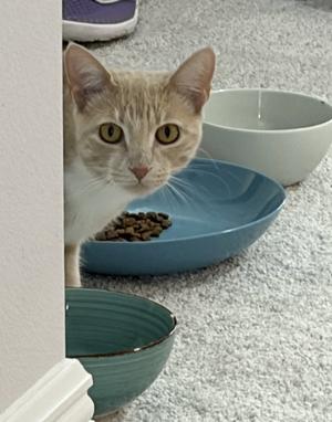 Eva 8.15.25 (From Our Home to Yours), young, available for adoption