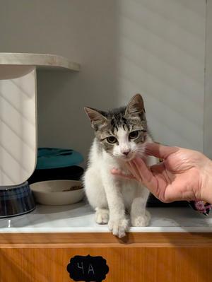 Geo 5.28.26, young, available for adoption