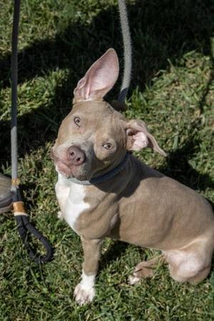 Bella, Mixed Breed, adult, available for adoption