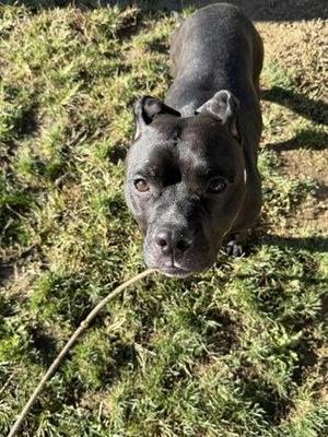 Armani, Mixed Breed, adult, available for adoption