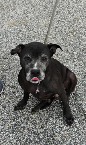 Bella Mae, Mixed Breed, adult, available for adoption