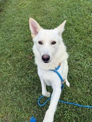 Merlin, Mixed Breed, adult, available for adoption