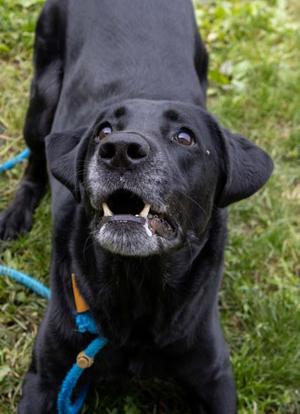 Caspian, Labrador Retriever / Mixed Breed, adult, available for adoption
