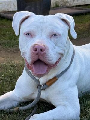Azula, Mixed Breed, adult, available for adoption