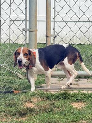 Baritone (Singer 3), Beagle / Mixed Breed, adult, available for adoption